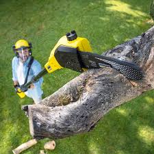 Tree and Shrub Care in Matheny, CA